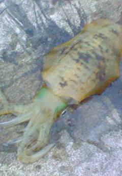 津居山でエギング　コウイカ&アオリ…