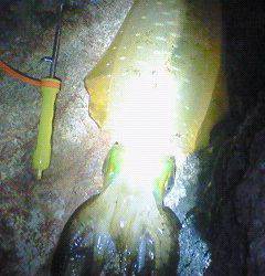 諸寄港　連日釣行のエギングでアオリイカ狙い