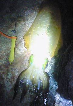 諸寄港　連日釣行のエギングでアオリイカ狙い…