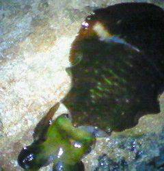 諸寄港　連日釣行のエギングでアオリイカ狙い