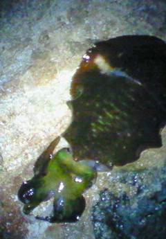 諸寄港　連日釣行のエギングでアオリイカ狙い