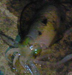 竹野港でエギング&癒しのアジング