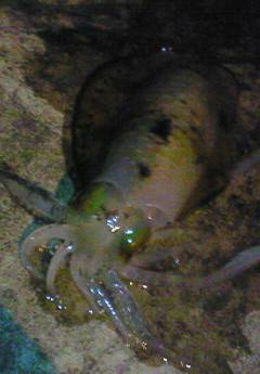 竹野港でエギング&癒しのアジング