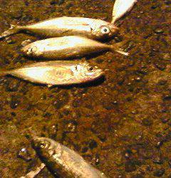 竹野港でエギング&癒しのアジング