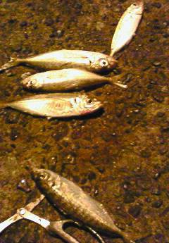 竹野港でエギング&癒しのアジング