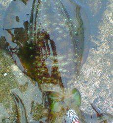 田結漁港　台風後のエギングでアオリイカ狙い