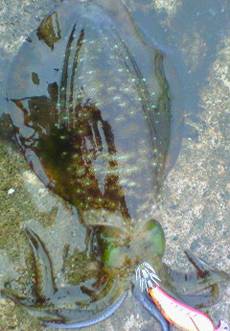 田結漁港　台風後のエギングでアオリイカ狙い