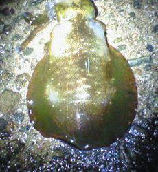 田結漁港　台風後のエギングでアオリイカ狙い