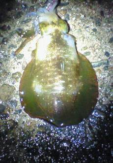 田結漁港　台風後のエギングでアオリイカ狙い…