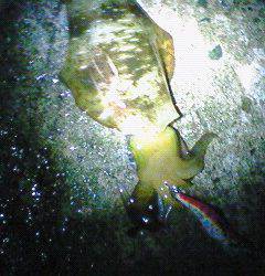 津居山港でエギング　ポロポロっとアオリ3バイ