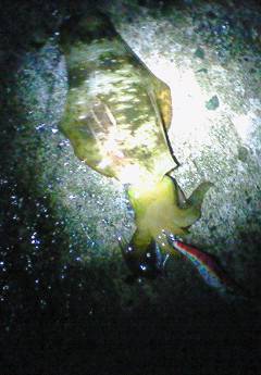 津居山港でエギング　ポロポロっとアオリ3バ…