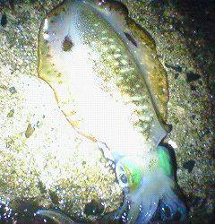 津居山港でエギング　ポロポロっとアオリ3バイ