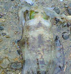 津居山港にて雨の中エギング、釣果は良型アオリとチビコウイカ
