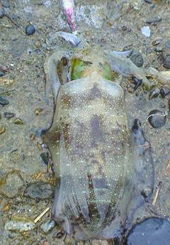 津居山港にて雨の中エギング、釣果は良型アオ…