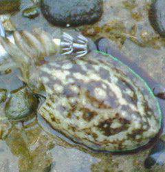 津居山港にて雨の中エギング、釣果は良型アオリとチビコウイカ
