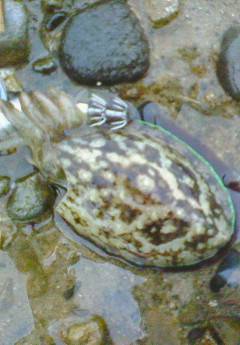 津居山港にて雨の中エギング、釣果は良型アオリとチビコウイカ