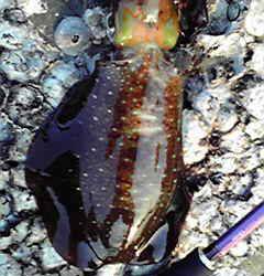 田ノ浦漁港　早朝のエギングでアオリイカ狙い