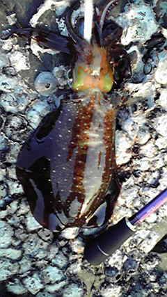 田ノ浦漁港　早朝のエギングでアオリイカ狙い…