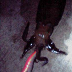 深日漁港　墨族エギでアオリ2ハイ！　まだまだ泉南エギング活性高し