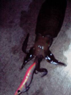 深日漁港　墨族エギでアオリ2ハイ！　まだま…