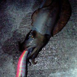 深日漁港　墨族エギでアオリ2ハイ！　まだまだ泉南エギング活性高し