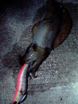 深日漁港　墨族エギでアオリ2ハイ！　まだまだ泉南エギング活性高し