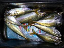 りんくうでタチウオ狙い・・・釣果はアジのみ…