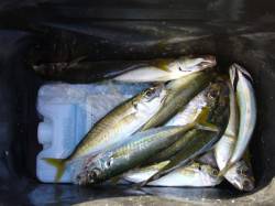 りんくう　ジグサビキでアジ狙い　６時半から…