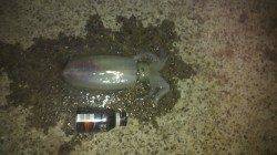 アジュール舞子でエギング、555gをゲット