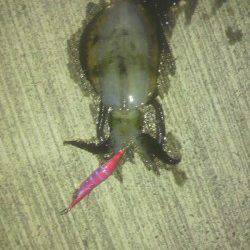 日引　寒さに耐えながらのエギングでアオリイカ狙い