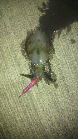 日引　寒さに耐えながらのエギングでアオリイカ狙い