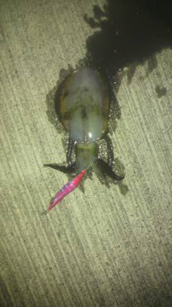 日引　寒さに耐えながらのエギングでアオリイ…