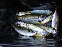 りんくうでアジget!　タチウオ狙いはアタリなし