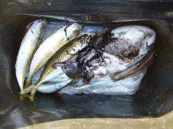 りんくう　アジングでアジ・エギングでアオリ狙い　エギのロストで納竿