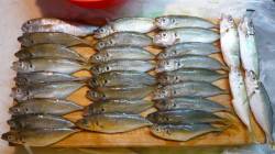 【14日】大阪南港アジング、大漁です