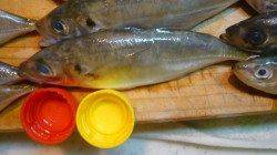 【14日】大阪南港アジング、大漁です