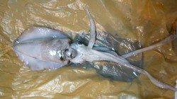 衣奈でエギング初体験　サイトで乗りました