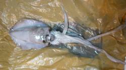 衣奈でエギング初体験　サイトで乗りました