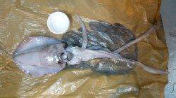 衣奈でエギング初体験　サイトで乗りました