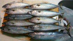 黒島でのカゴ釣り釣果