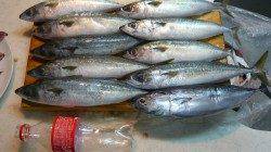 黒島でのカゴ釣り釣果