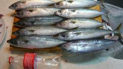 黒島でのカゴ釣り釣果