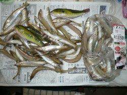 明神で投げ釣り　２人でキス１００匹を超える釣果