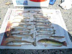 久々に強烈な当たりで２３センチの良型キス