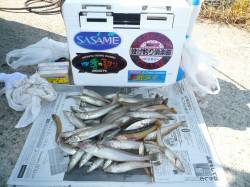 江井で投げ釣り、キスのサイズ大きくなってい…