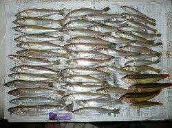 江井で投げ釣り、キスのサイズ大きくなっています