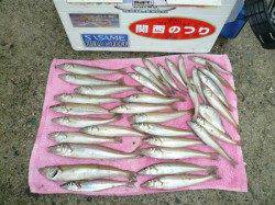 江井　投げ釣りで良型キスを求めて釣行☆