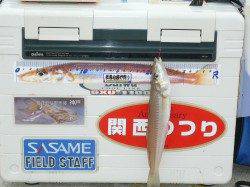 佐野周辺、キスの投げ釣り状況