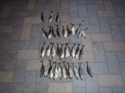 舞洲でのアジング釣果