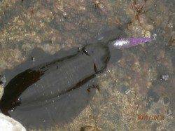 養老　エギングでアオリイカ好釣果！7時から11時までの釣行